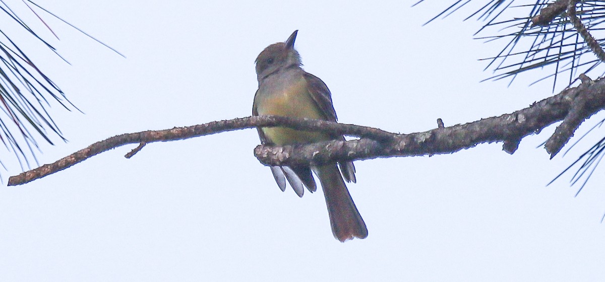 Great Crested Flycatcher - ML619966235