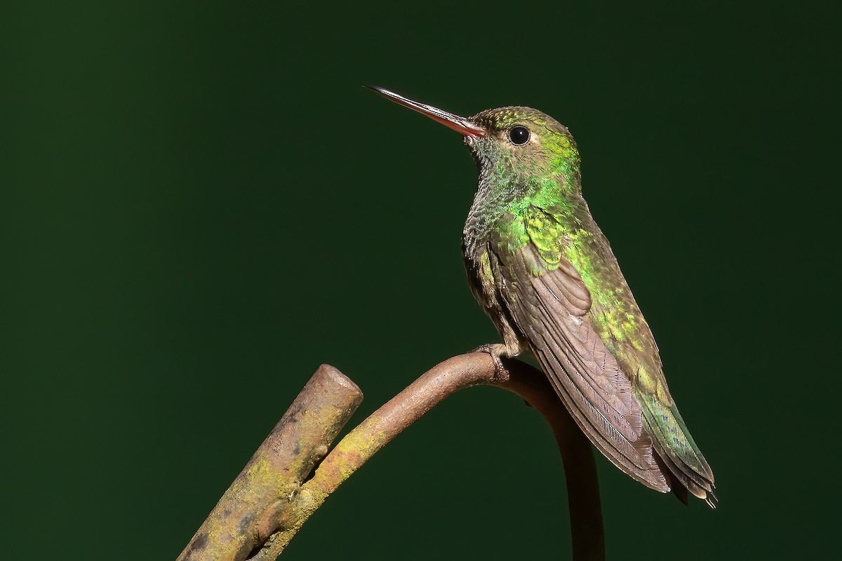 Glittering-throated Emerald - ML619966236