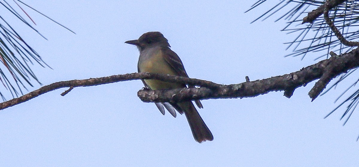 Great Crested Flycatcher - ML619966259