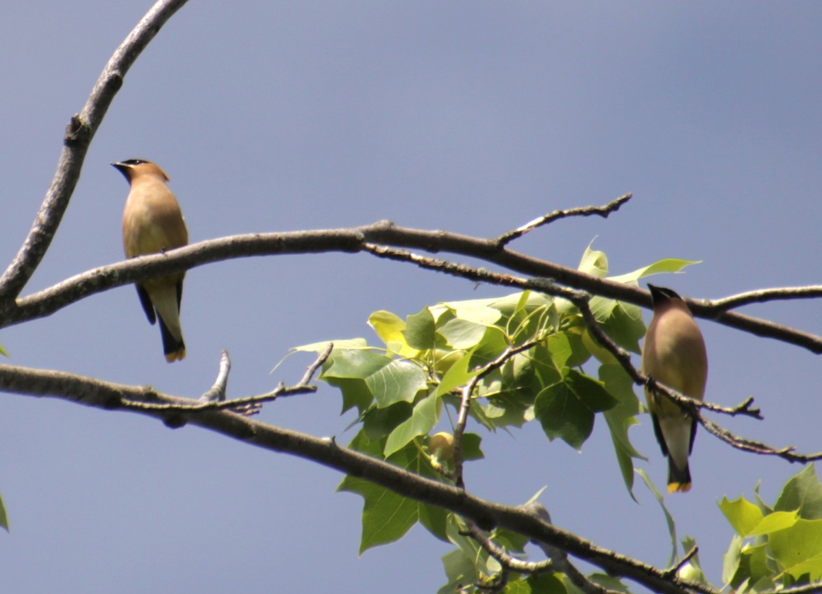 Cedar Waxwing - ML619966262