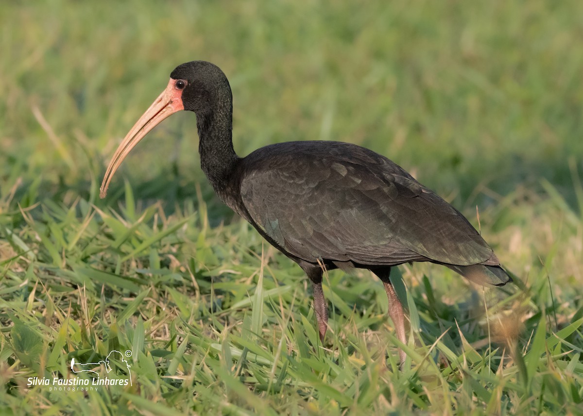 ibis tmavý - ML619966264