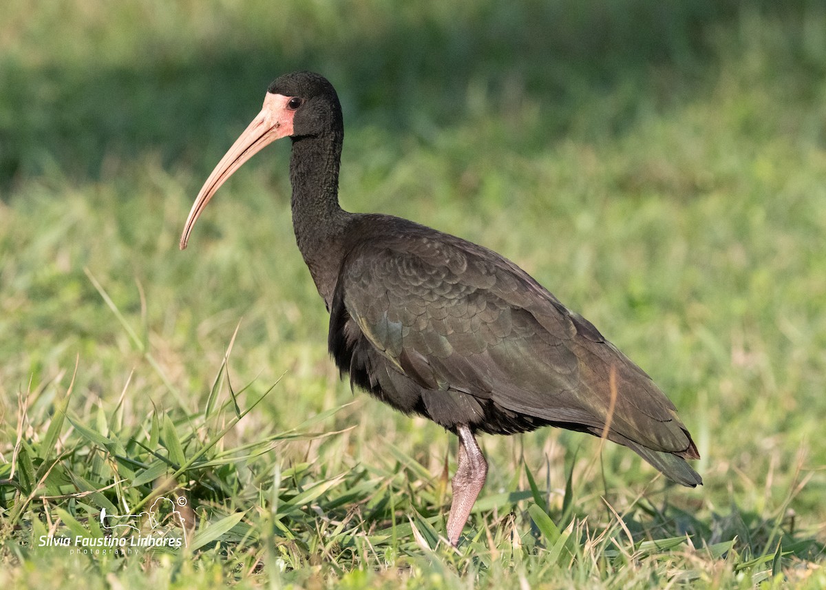 ibis tmavý - ML619966267