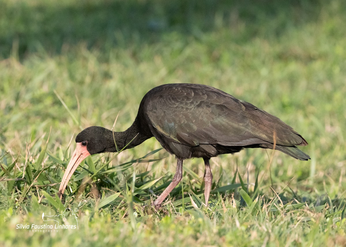 ibis tmavý - ML619966268