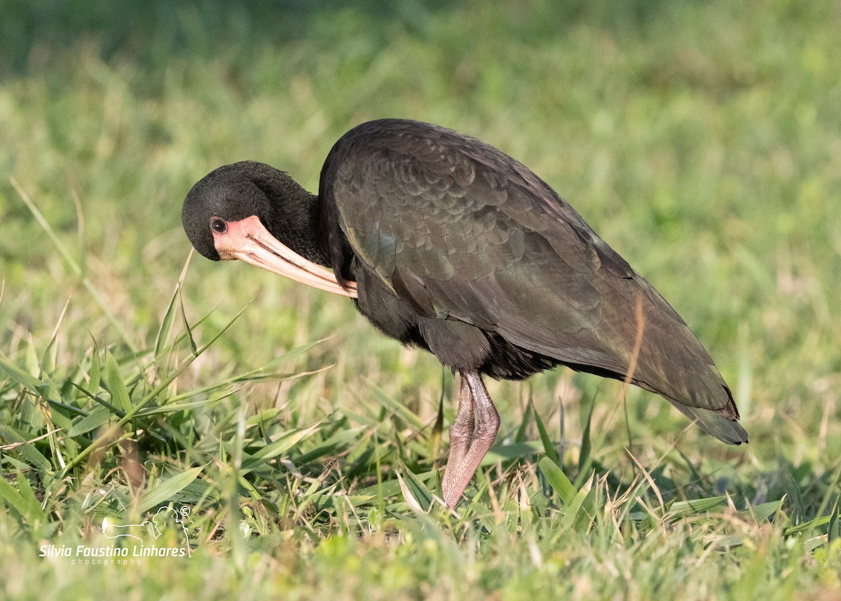 ibis tmavý - ML619966269