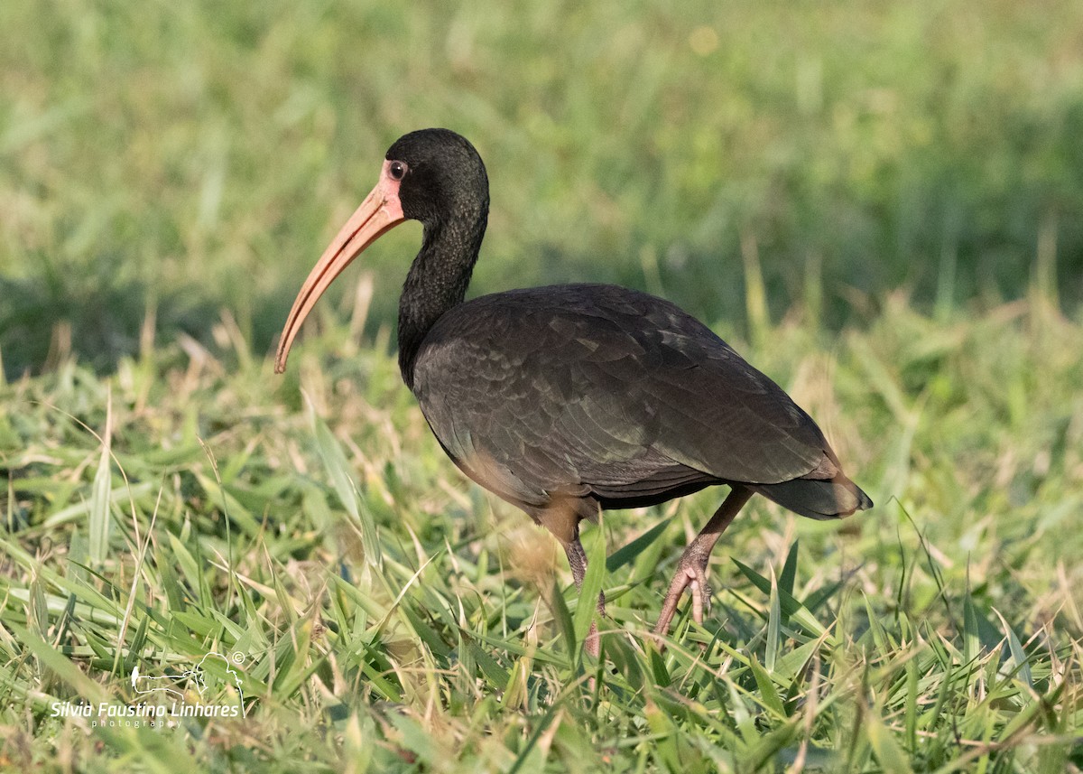 Ibis à face nue - ML619966270