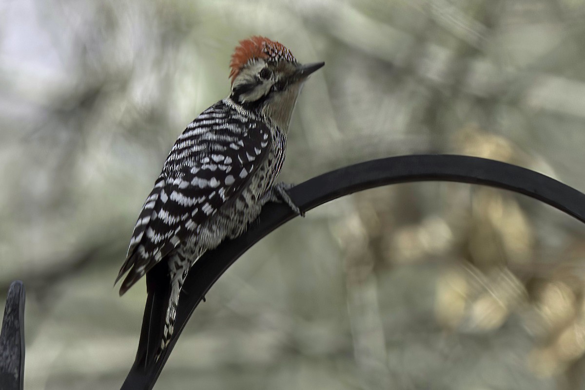 Ladder-backed Woodpecker - ML619966285