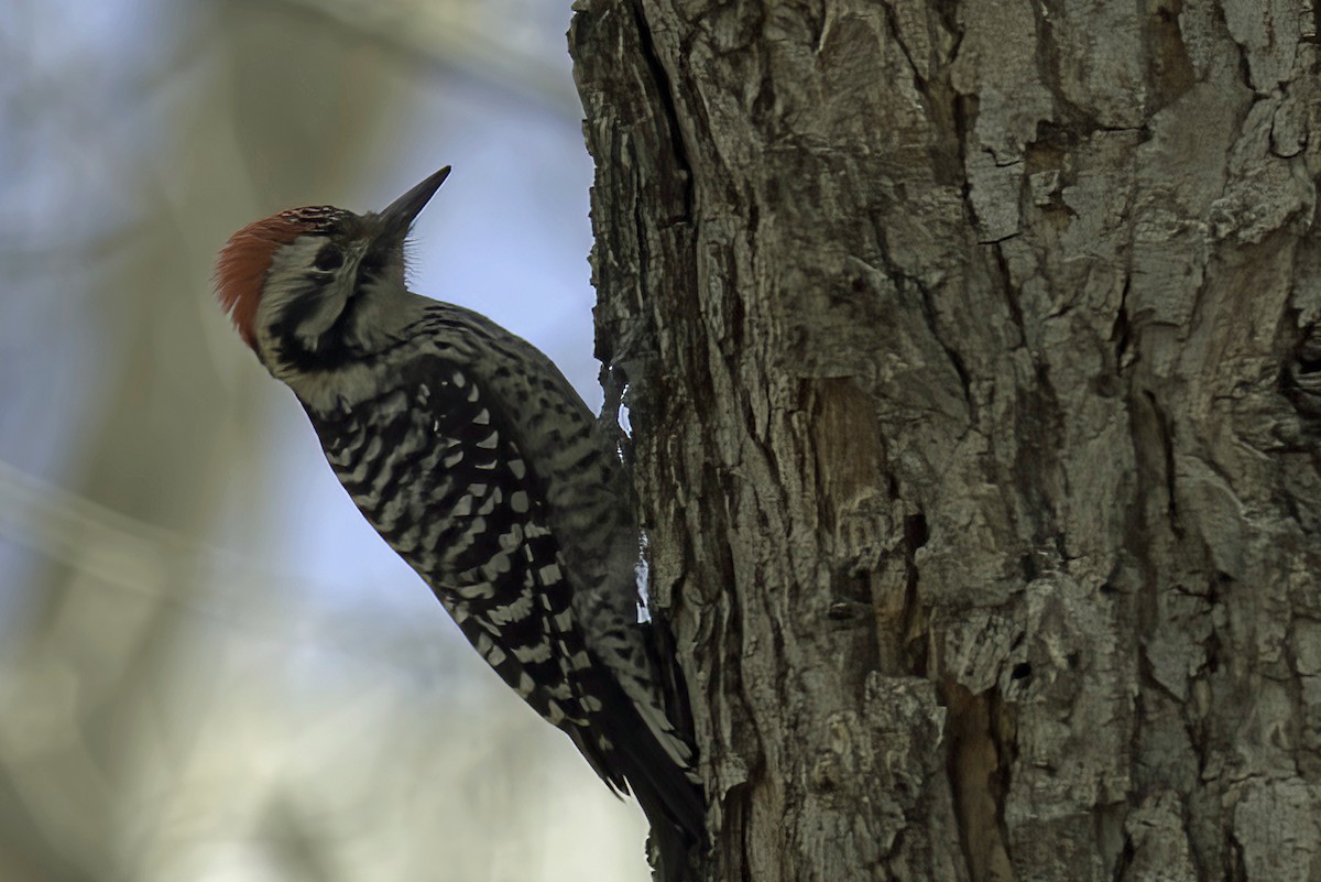 Ladder-backed Woodpecker - ML619966286