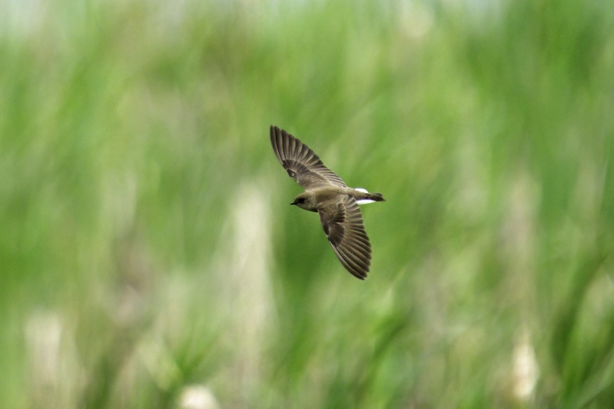 Northern Rough-winged Swallow - ML619966313