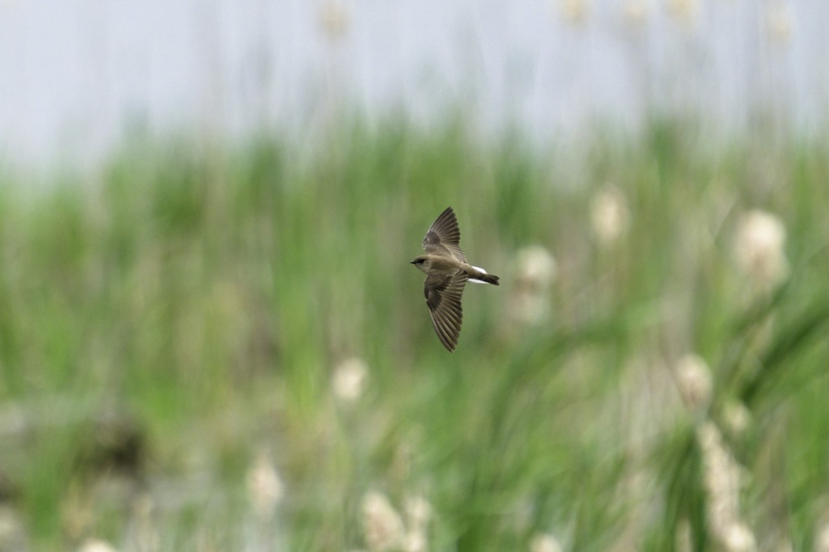 Northern Rough-winged Swallow - ML619966314