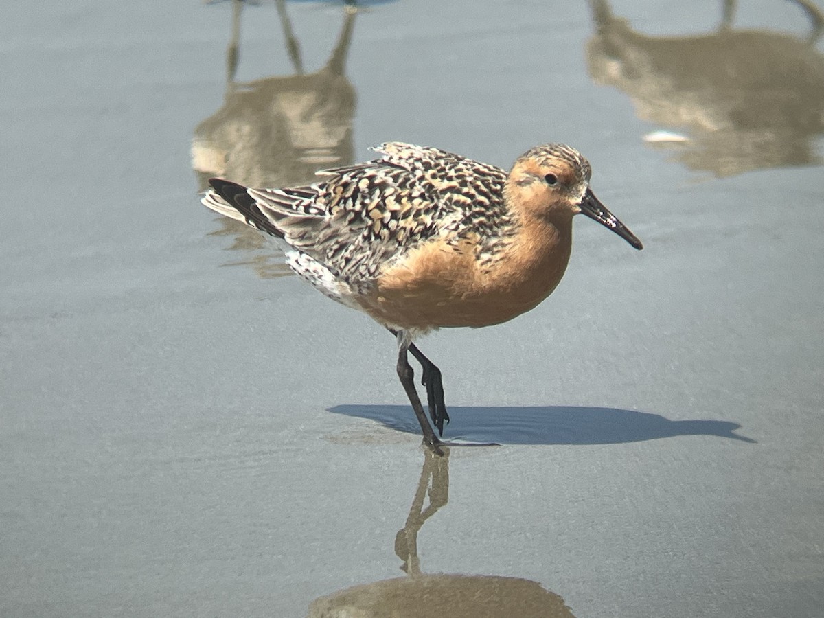 Red Knot - ML619966321