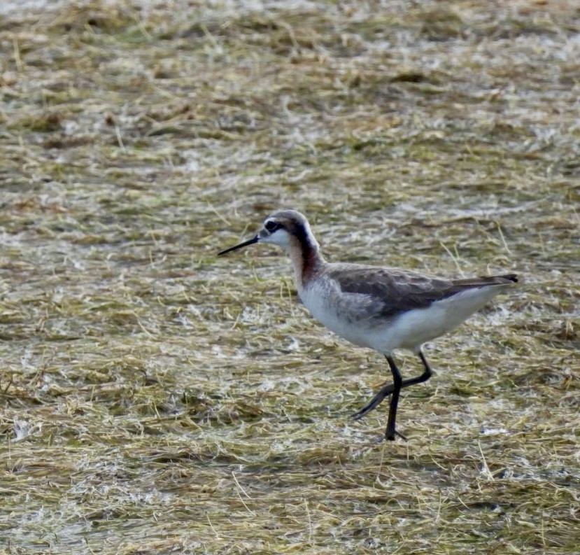 Phalarope de Wilson - ML619966333