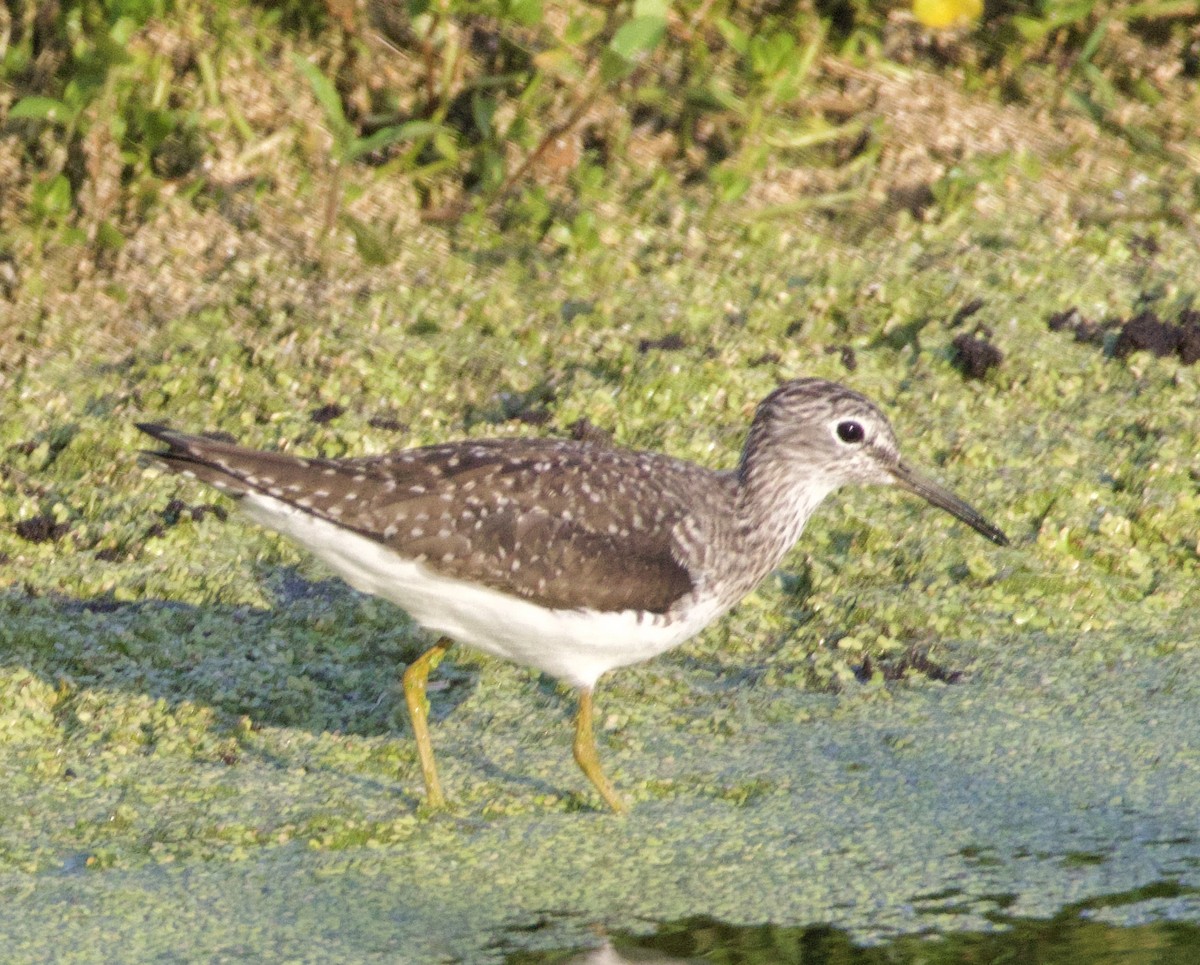 Solitary Sandpiper - ML619966339