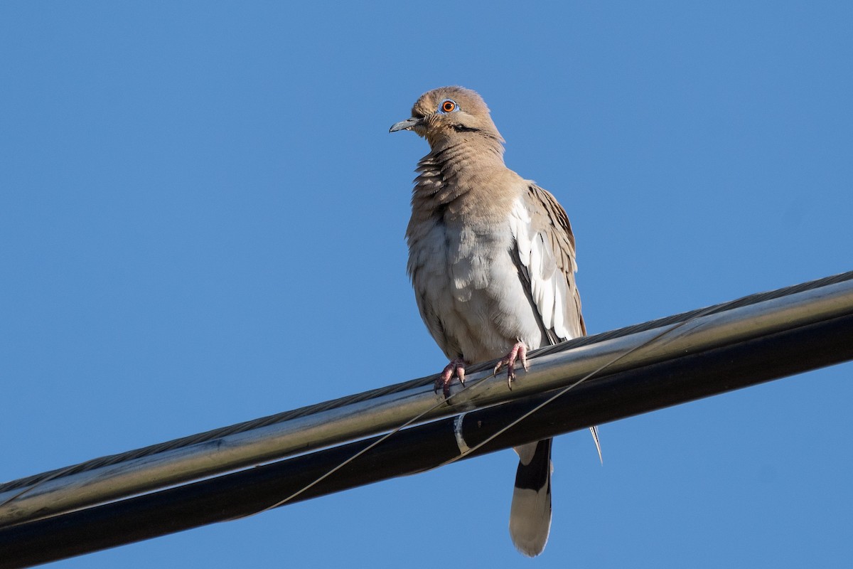 White-winged Dove - ML619966341