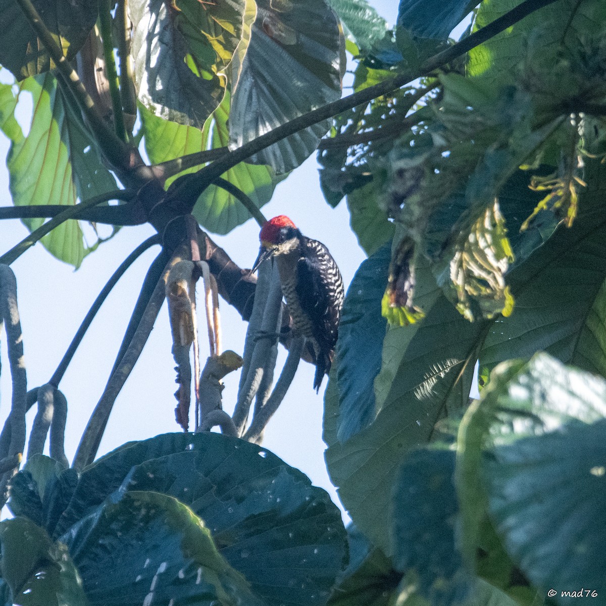 Black-cheeked Woodpecker - ML619966342
