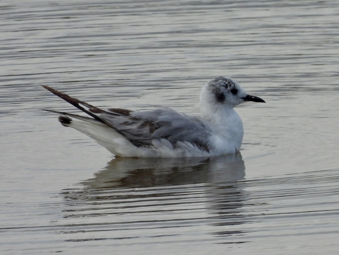 Mouette de Bonaparte - ML619966346