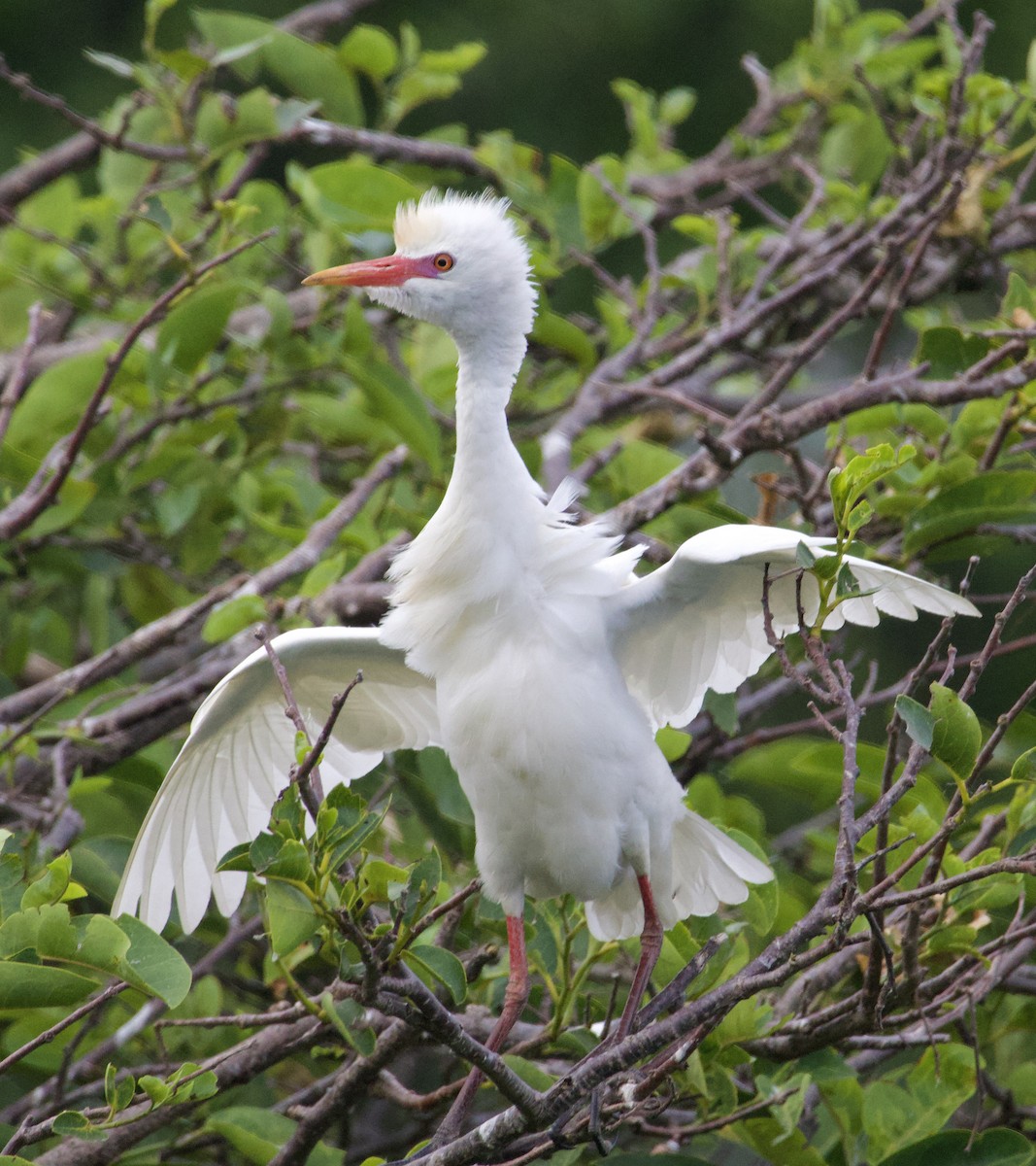 Western Cattle Egret - ML619966347