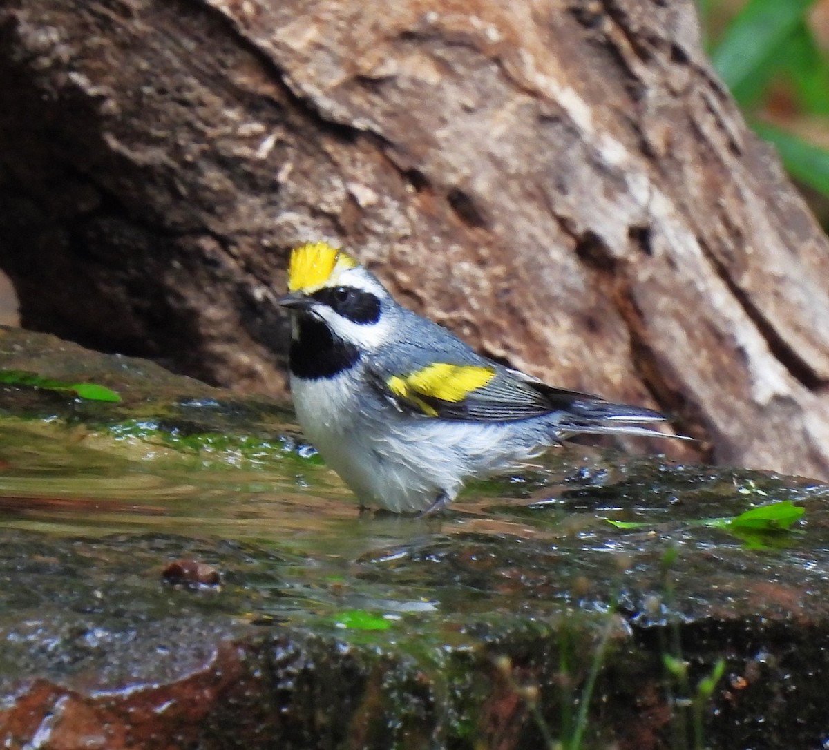 Golden-winged Warbler - ML619966348