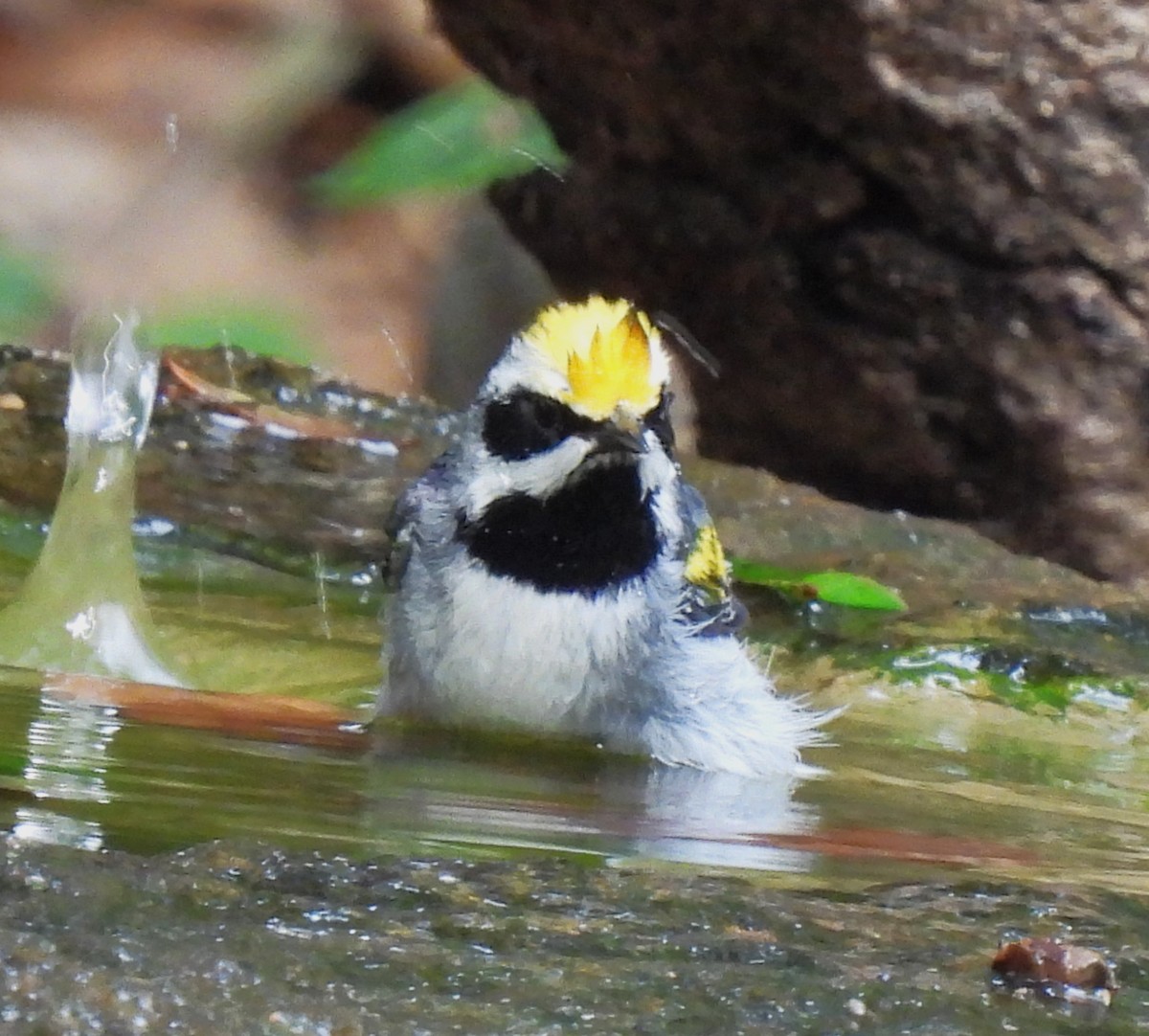 Golden-winged Warbler - ML619966349