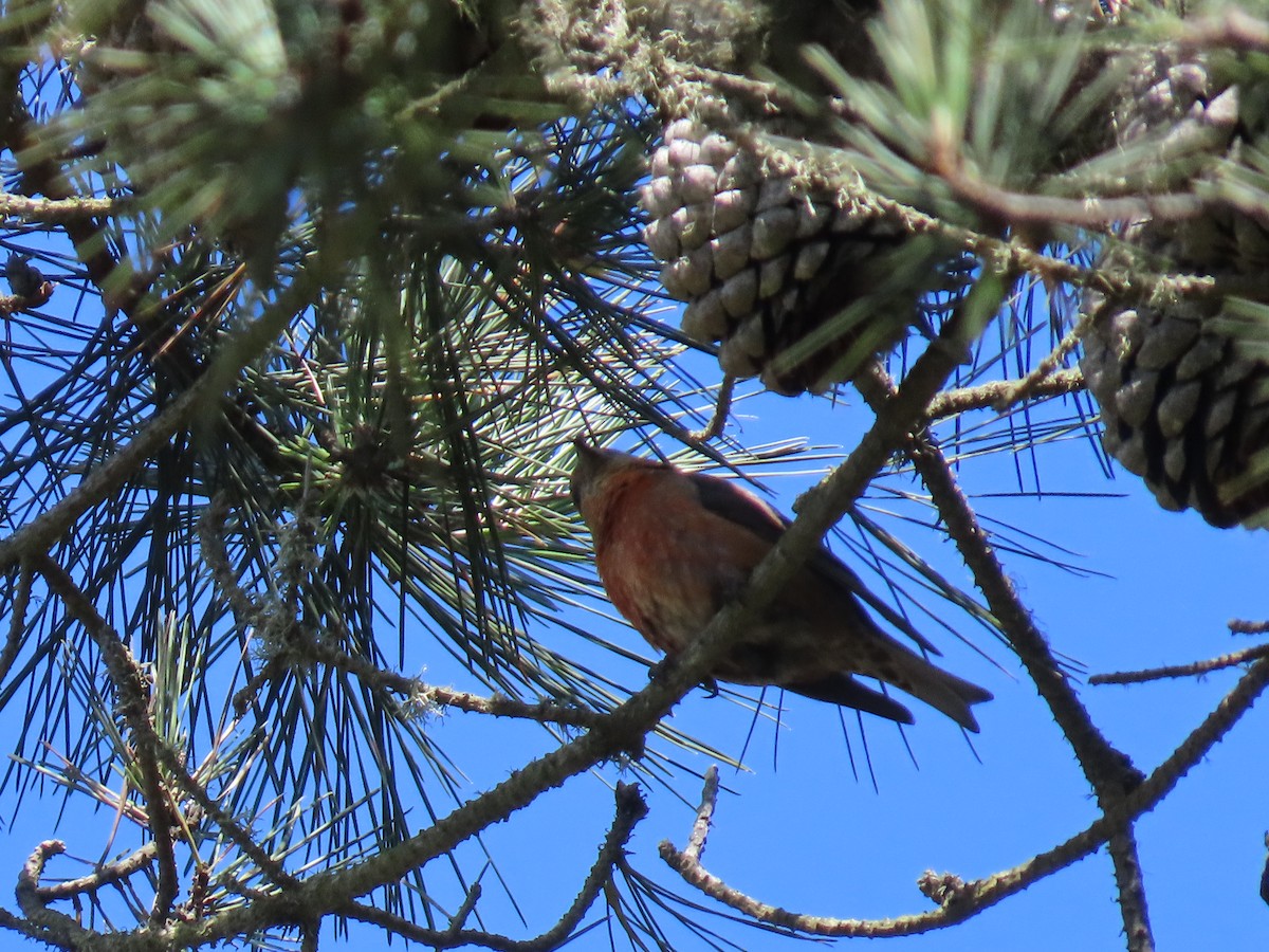 "Шишкар ялиновий (Ponderosa Pine, або тип 2)" - ML619966355