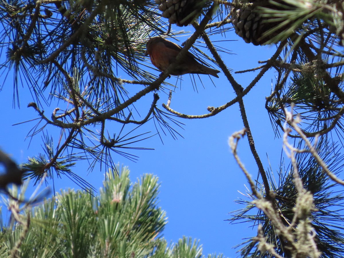 "Шишкар ялиновий (Ponderosa Pine, або тип 2)" - ML619966356