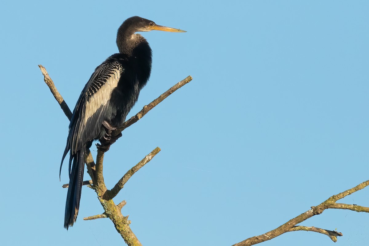 anhinga americká - ML619966360