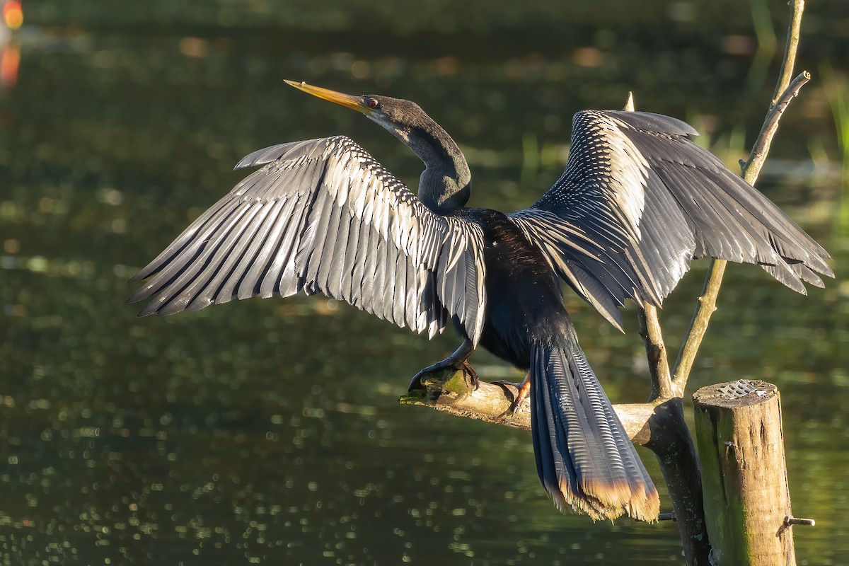 Anhinga d'Amérique - ML619966361