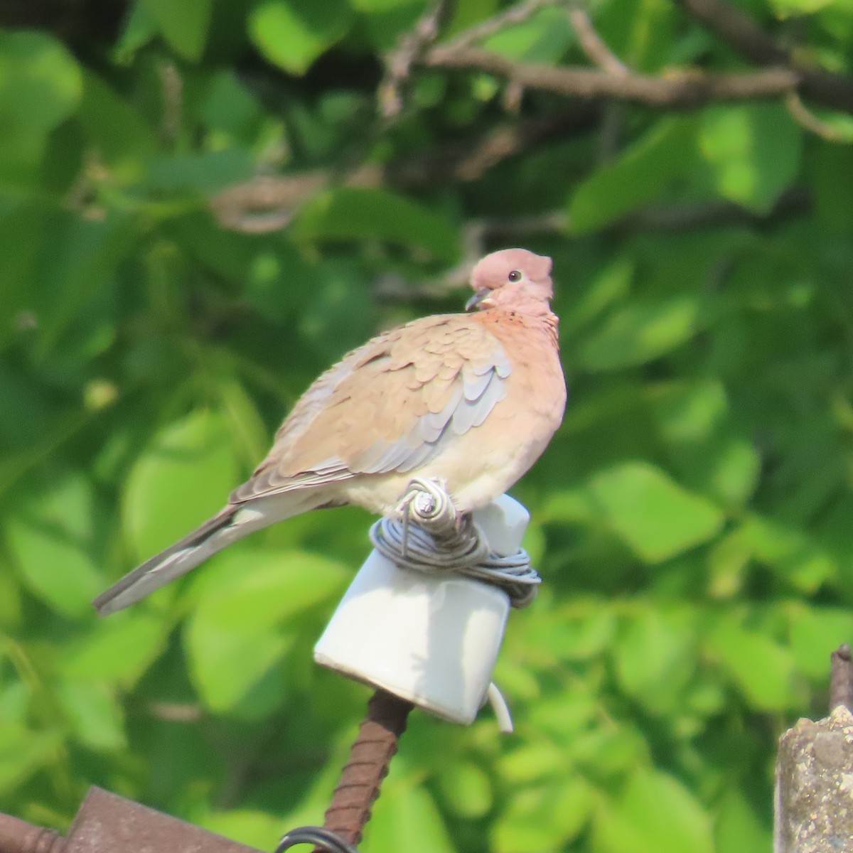 Laughing Dove - ML619966370
