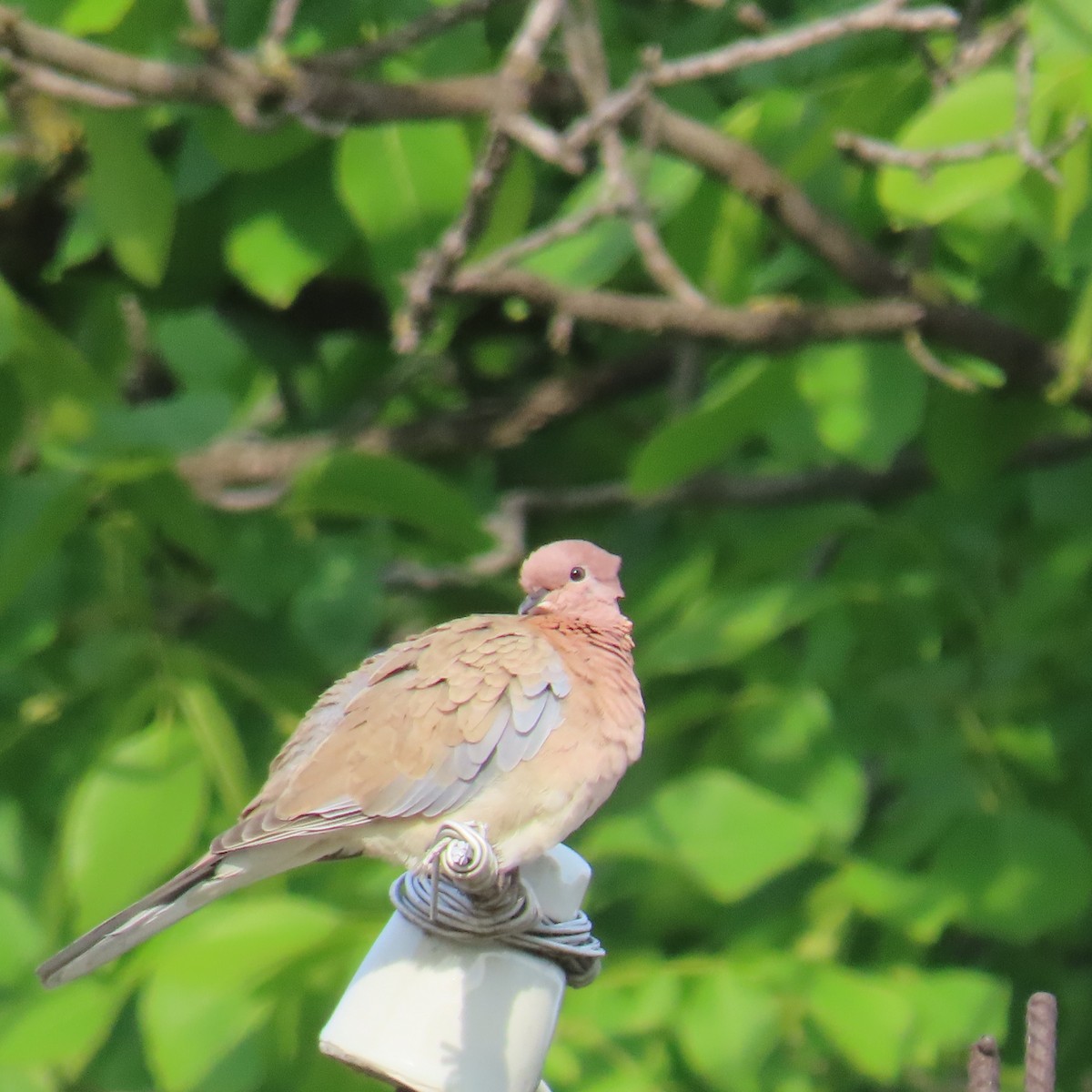 Laughing Dove - ML619966371