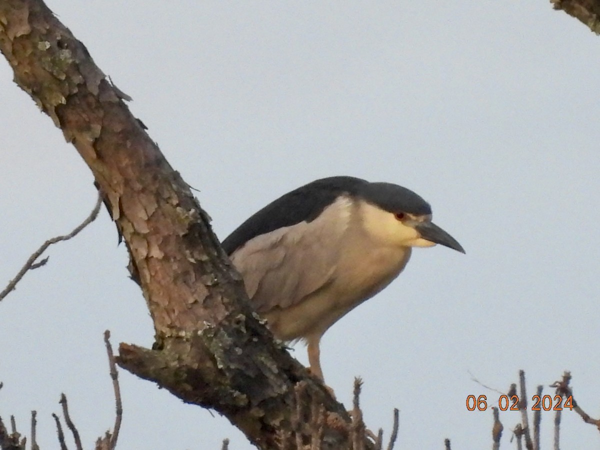 Black-crowned Night Heron - ML619966372