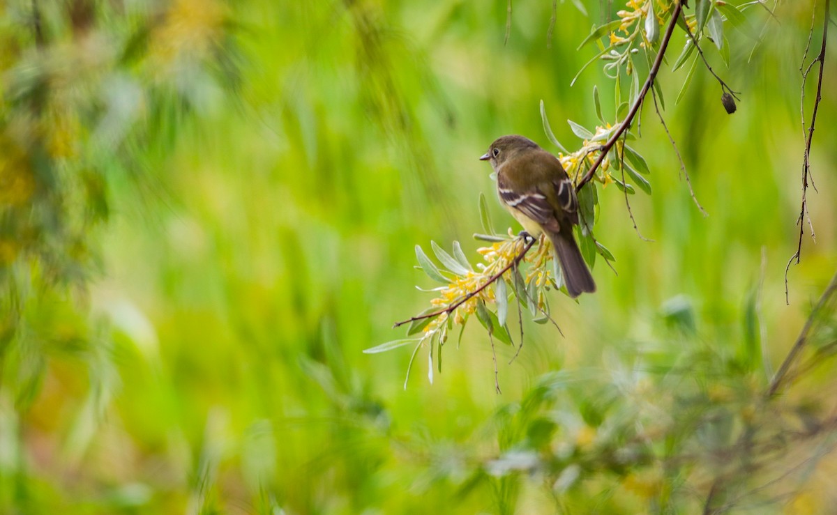 Least Flycatcher - ML619966376