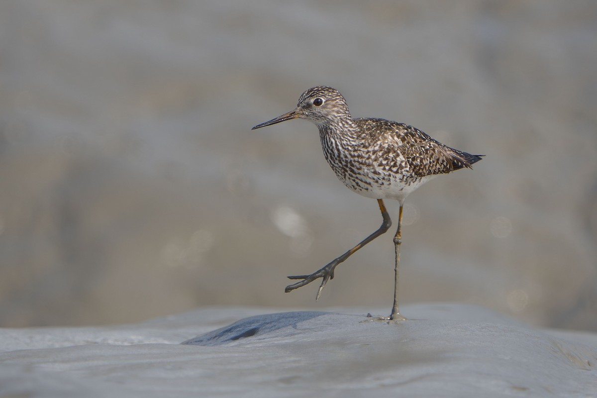 Lesser Yellowlegs - ML619966377