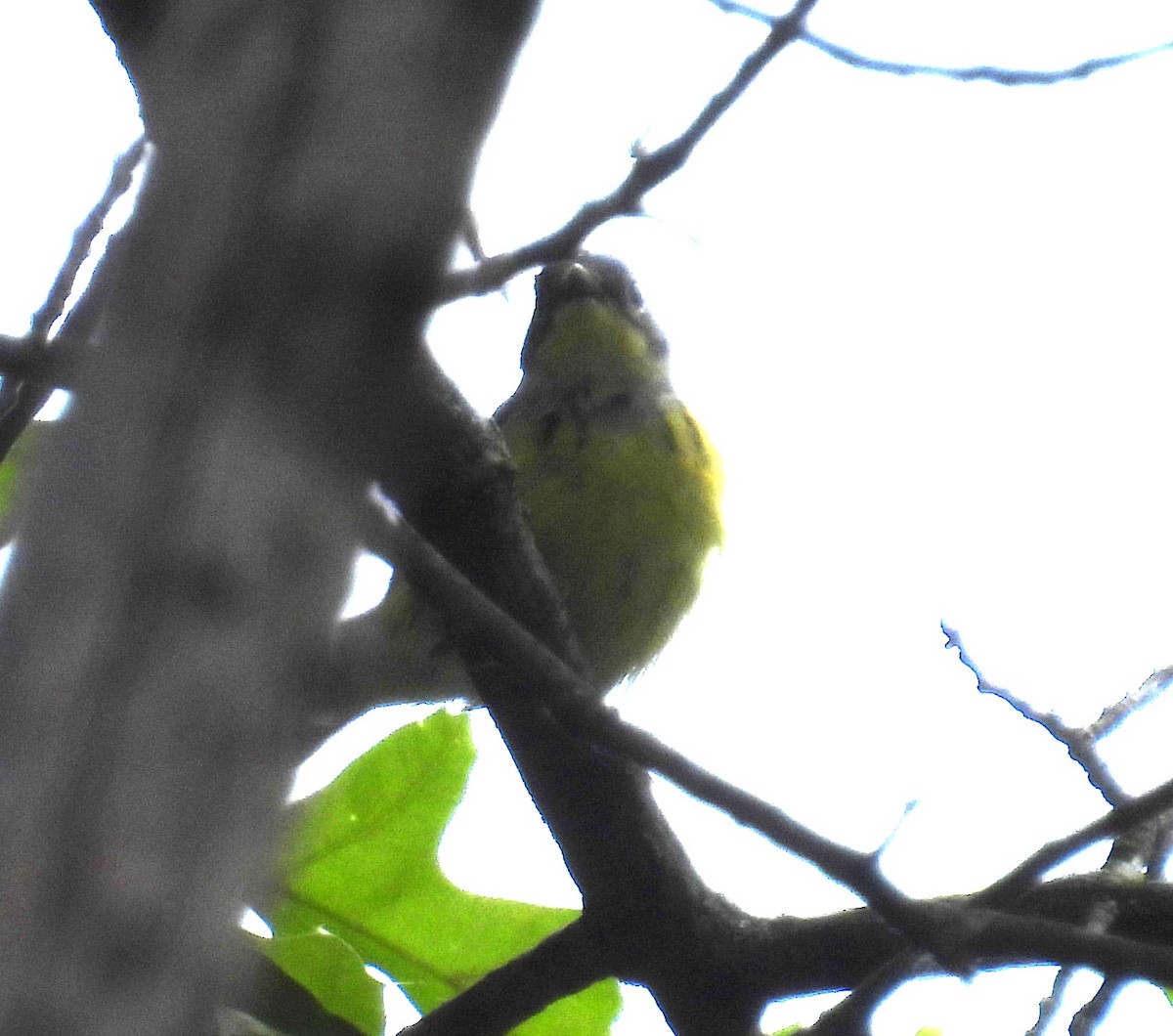 Northern Parula - ML619966396