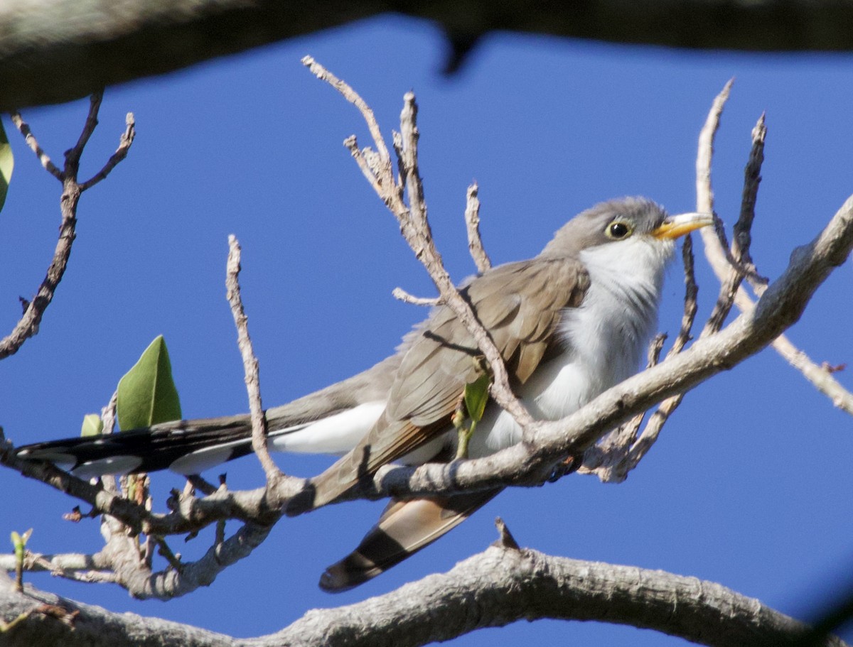 Yellow-billed Cuckoo - ML619966402