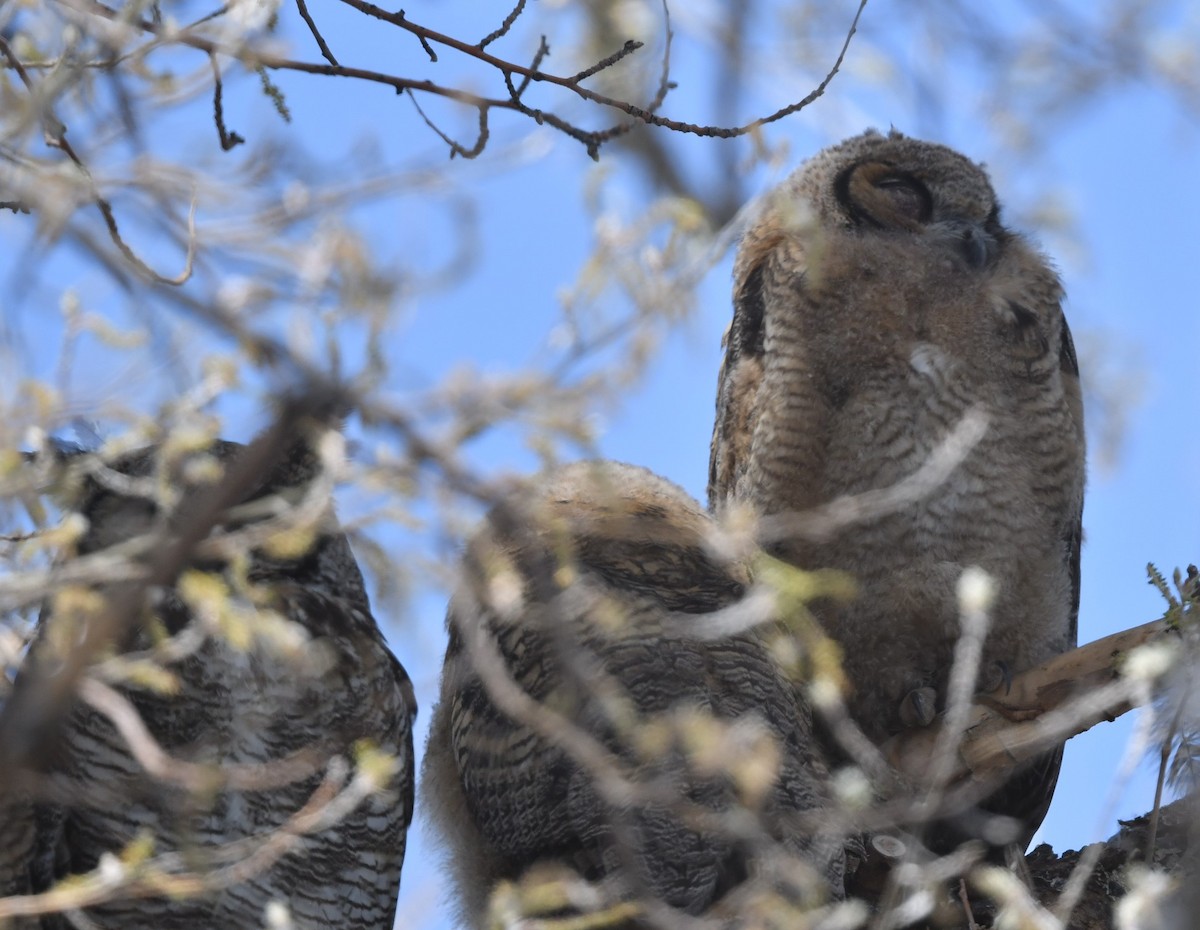 Great Horned Owl - ML619966407