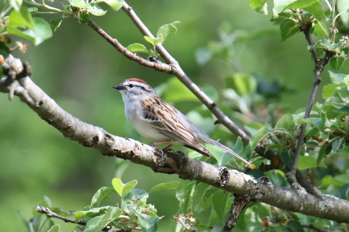 Chipping Sparrow - ML619966410