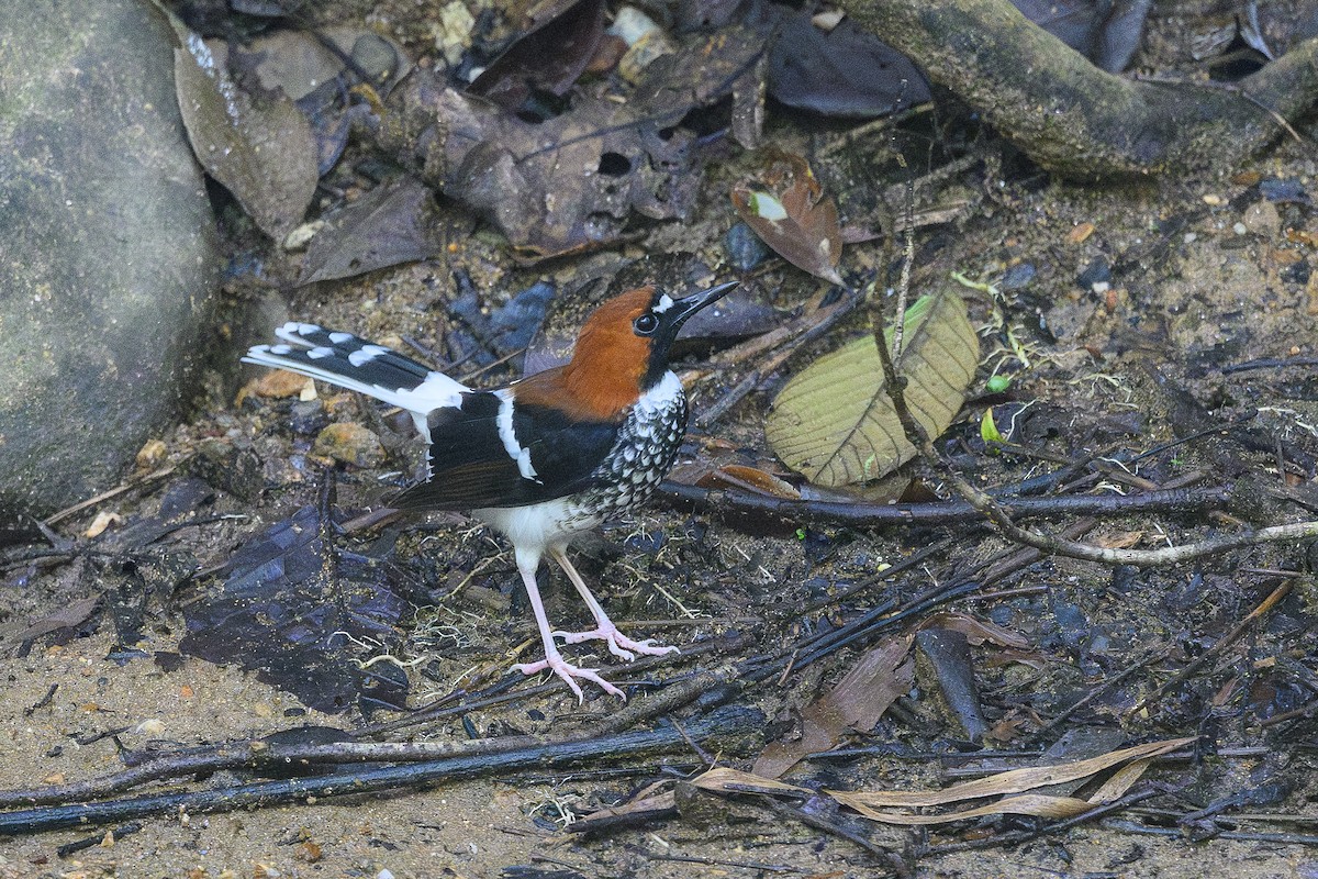 Chestnut-naped Forktail - ML619966414