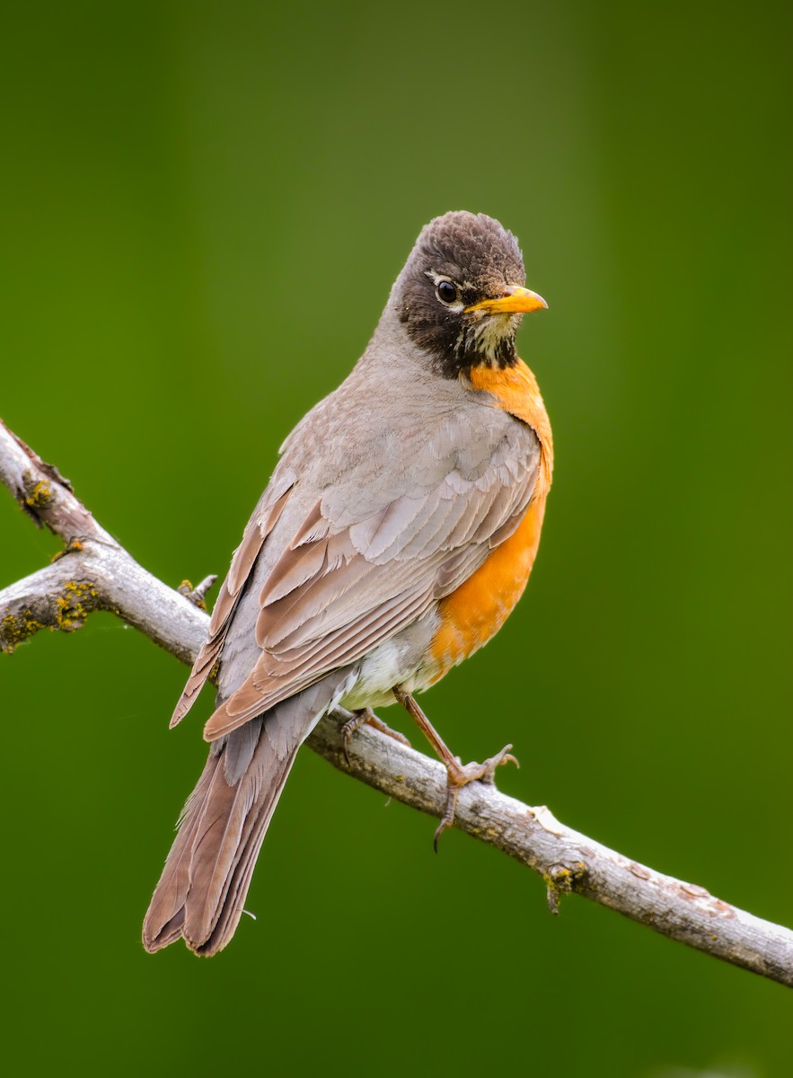 American Robin - ML619966418