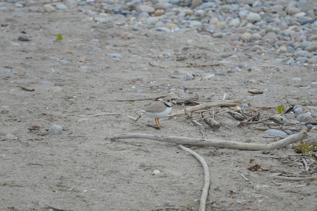 Piping Plover - ML619966467