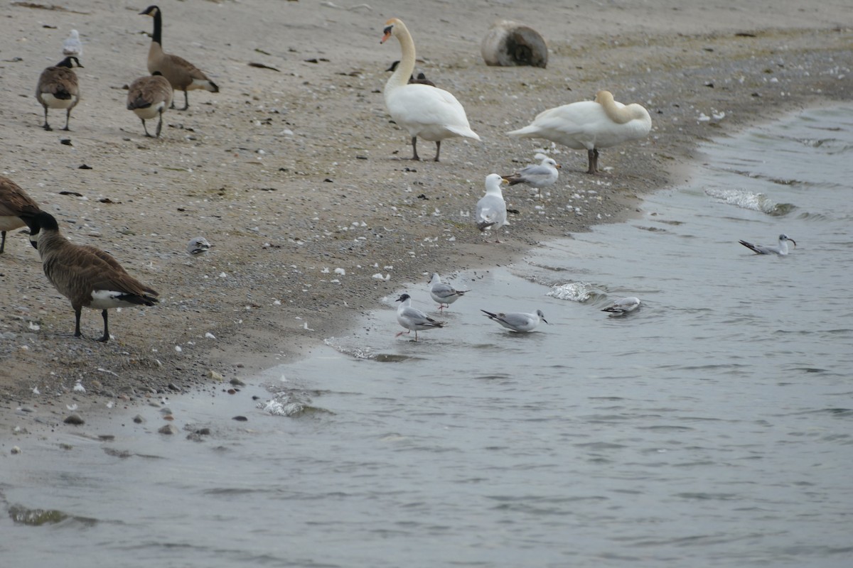 Bonaparte's Gull - ML619966476