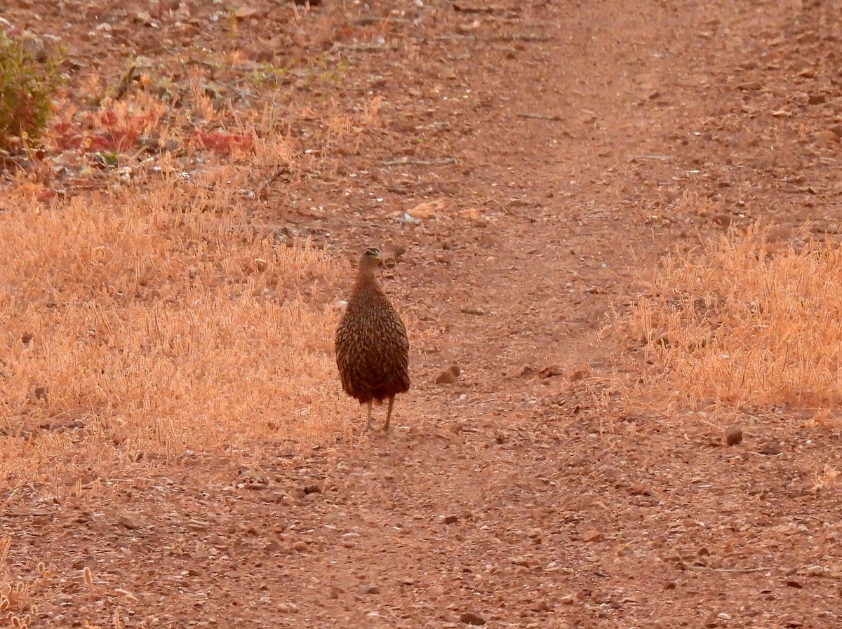 Double-spurred Spurfowl - ML619966491