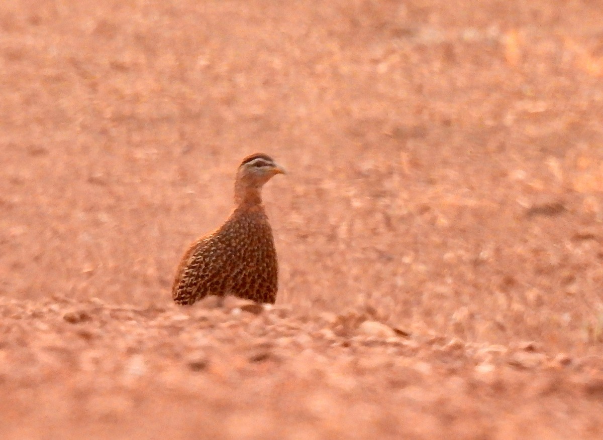 Double-spurred Spurfowl - ML619966492