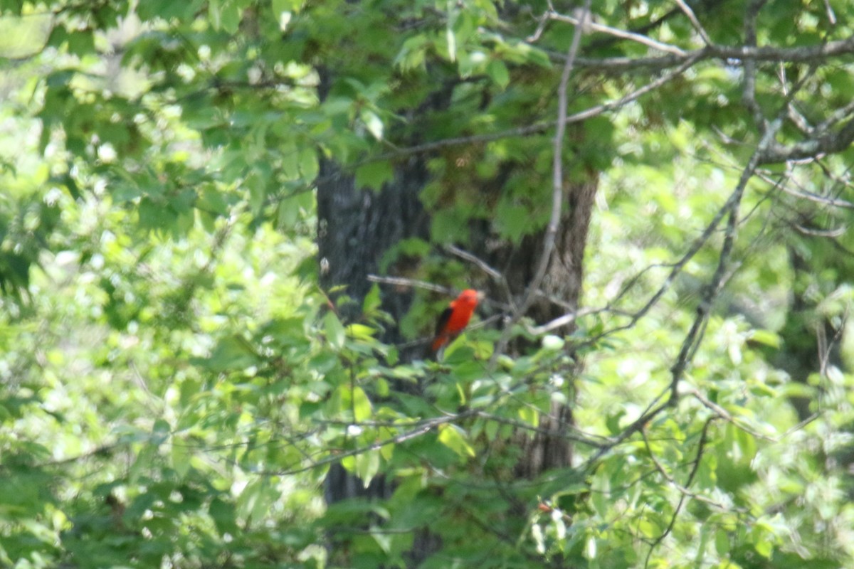 Scarlet Tanager - ML619966493