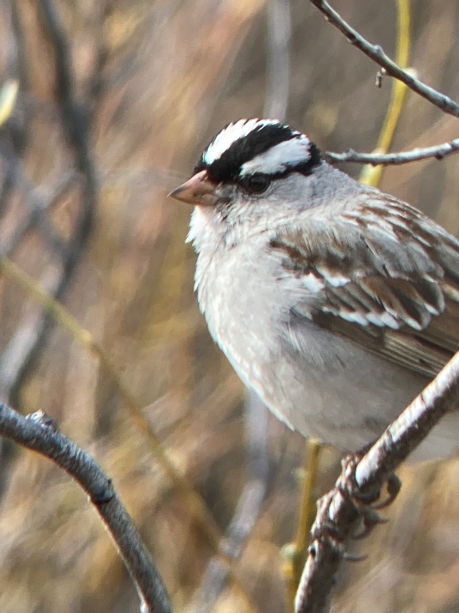 White-crowned Sparrow - ML619966494
