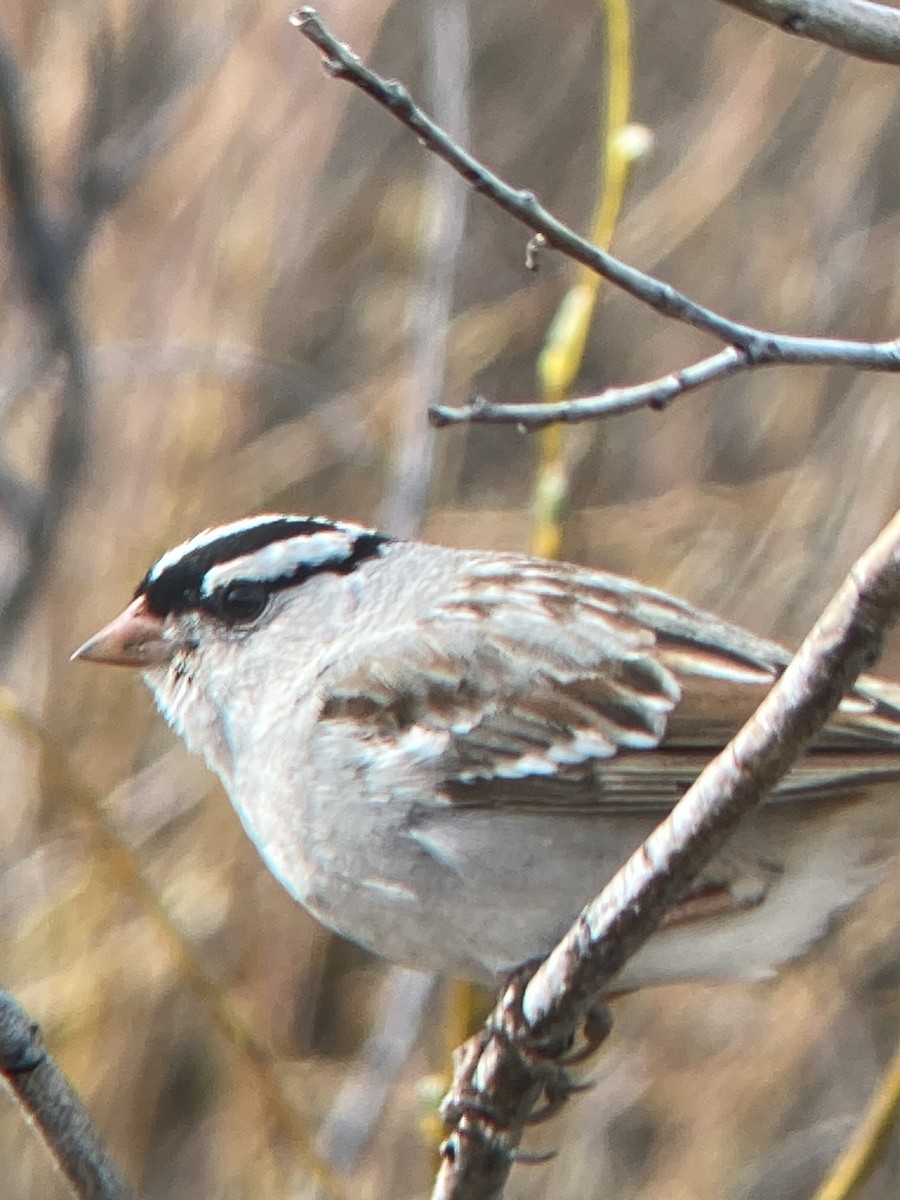 White-crowned Sparrow - ML619966495