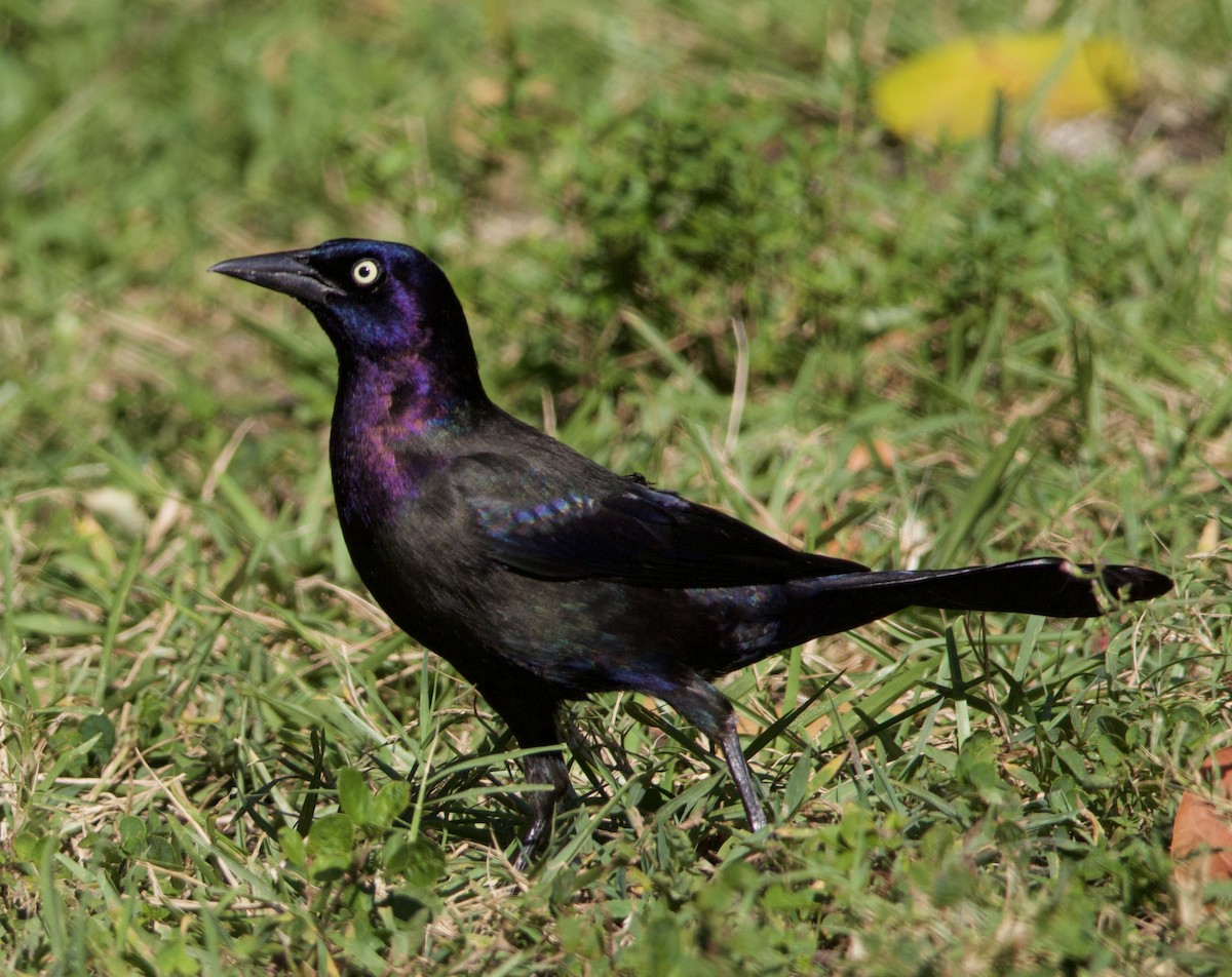 Common Grackle - Justin Swain