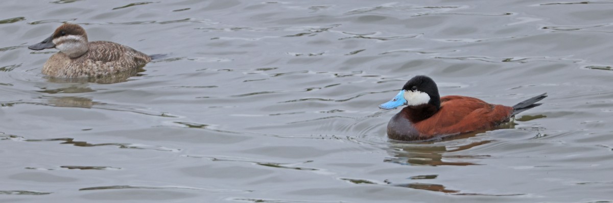 Ruddy Duck - ML619966504