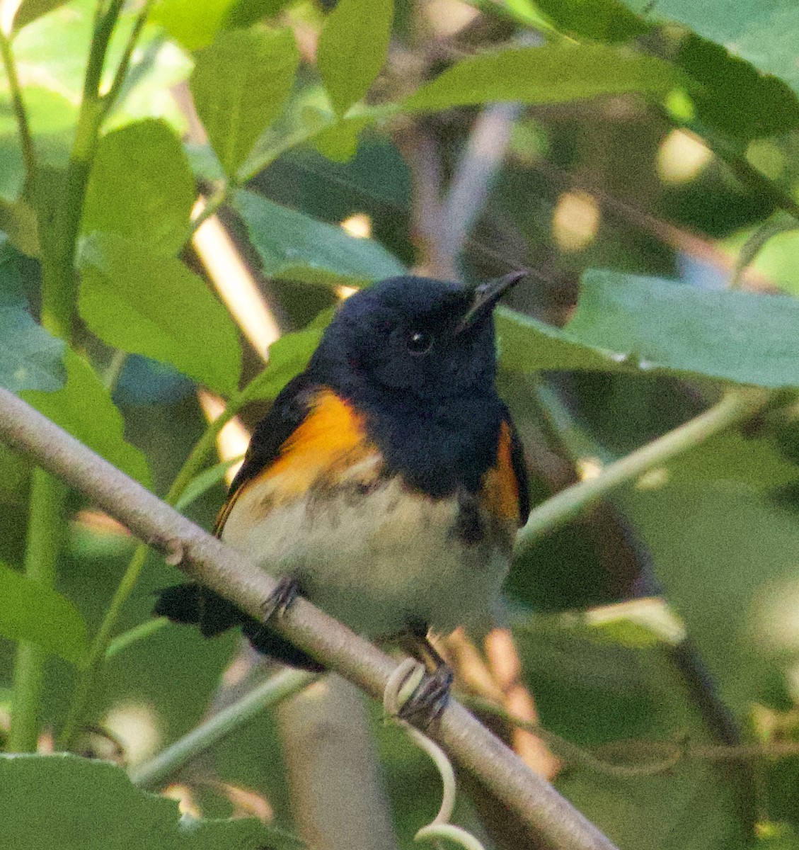 American Redstart - Justin Swain