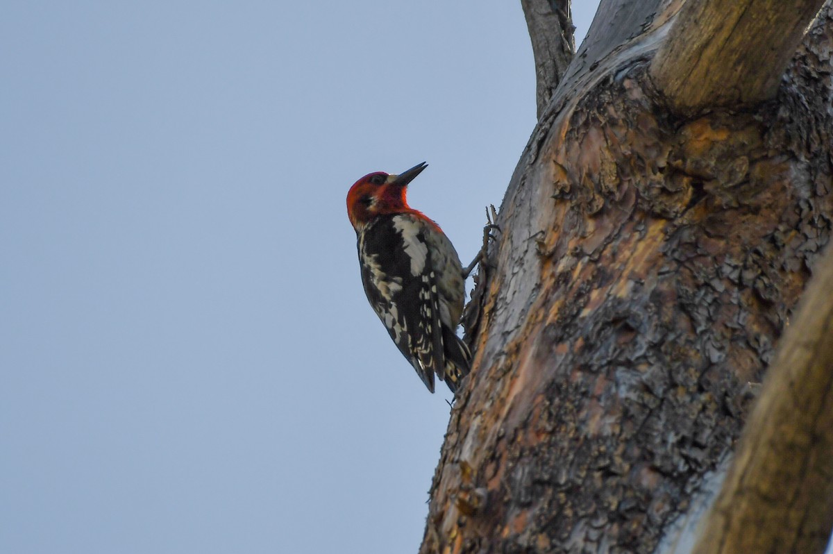 Red-breasted Sapsucker - ML619966536