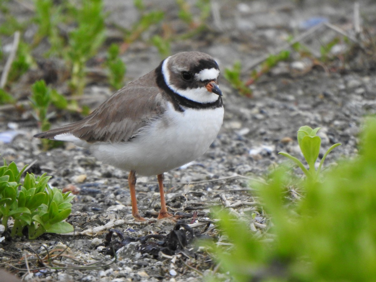 Semipalmated Plover - ML619966537