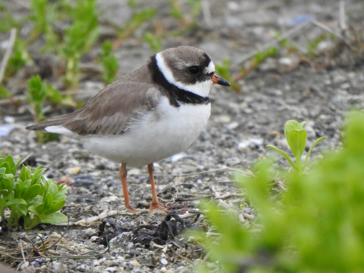 Semipalmated Plover - ML619966538